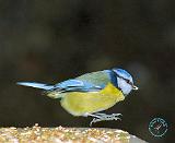 Blue Tit 8M87D-01